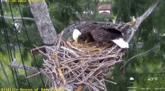 2022-12-26 23_24_49-Wildlife Rescue of Dade County Eagle Nest Cam - YouTube – Maxthon.jpg