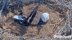 2022-12-27 22_09_53-Southwest Florida Eagle Cam - Cam 1 - YouTube – Maxthon.jpg