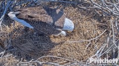 2022-12-27 22_11_48-Southwest Florida Eagle Cam - Cam 1 - YouTube – Maxthon.jpg