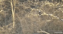 2022-12-27 22_56_16-Decorah Eagles - North Nest powered by EXPLORE.org - YouTube – Maxthon.jpg