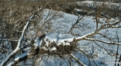 2022-12-27 22_56_44-Decorah Eagles - North Nest powered by EXPLORE.org - YouTube – Maxthon.jpg