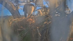 2022-12-28 23_00_18-SuperBeaks Live Cam Bald Eagle Nest ! New Eaglets! #bobblehead #eagle #livestrea.jpg
