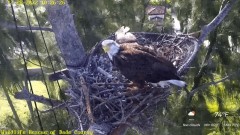 2022-12-28 23_08_27-Wildlife Rescue of Dade County Eagle Nest Cam - YouTube – Maxthon.jpg
