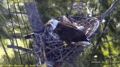 2022-12-28 23_08_35-Wildlife Rescue of Dade County Eagle Nest Cam - YouTube – Maxthon.jpg
