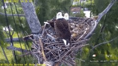 2022-12-28 23_08_40-Wildlife Rescue of Dade County Eagle Nest Cam - YouTube – Maxthon.jpg