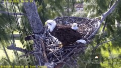 2022-12-28 23_08_47-Wildlife Rescue of Dade County Eagle Nest Cam - YouTube – Maxthon.jpg