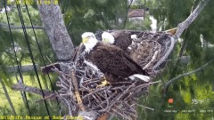 2022-12-28 23_08_57-Wildlife Rescue of Dade County Eagle Nest Cam - YouTube – Maxthon.jpg