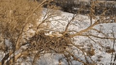 2022-12-30 23_30_24-Decorah Eagles - North Nest powered by EXPLORE.org - YouTube – Maxthon.jpg