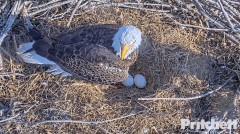 2022-12-31 23_47_17-Southwest Florida Eagle Cam - Cam 1 - YouTube – Maxthon.jpg