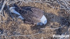 2022-12-31 23_47_30-Southwest Florida Eagle Cam - Cam 1 - YouTube – Maxthon.jpg