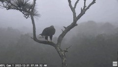 2022-12-31 23_54_54-NEFL Cam 1 - Live Bald Eagle Cam - YouTube – Maxthon.jpg