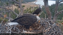2023-01-01 00_03_18-Big Bear Bald Eagle Live Nest Cam - YouTube – Maxthon.jpg