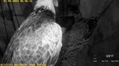 2023-01-01 23_13_05-Wildlife Rescue of Dade County Eagle Nest Cam - YouTube – Maxthon.jpg