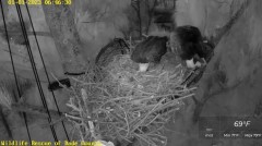 2023-01-01 23_13_23-Wildlife Rescue of Dade County Eagle Nest Cam - YouTube – Maxthon.jpg