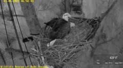 2023-01-01 23_12_13-Wildlife Rescue of Dade County Eagle Nest Cam - YouTube – Maxthon.jpg