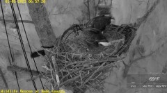 2023-01-01 23_12_28-Wildlife Rescue of Dade County Eagle Nest Cam - YouTube – Maxthon.jpg