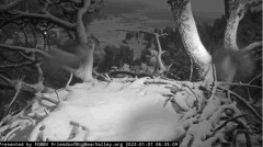 2023-01-01 23_38_59-Big Bear Bald Eagle Live Nest Cam - YouTube – Maxthon.jpg