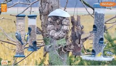 2023-01-03 22_13_06-LIVE Tree Bird Feeder Cam - High Quality 3D Sound - Recke, Germany - YouTube – M.jpg
