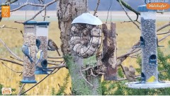 2023-01-03 22_13_14-LIVE Tree Bird Feeder Cam - High Quality 3D Sound - Recke, Germany - YouTube – M.jpg