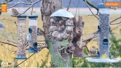 2023-01-03 22_13_22-LIVE Tree Bird Feeder Cam - High Quality 3D Sound - Recke, Germany - YouTube – M.jpg