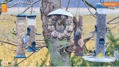 2023-01-03 22_13_48-LIVE Tree Bird Feeder Cam - High Quality 3D Sound - Recke, Germany - YouTube – M.jpg