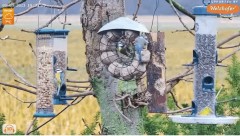 2023-01-03 22_14_32-LIVE Tree Bird Feeder Cam - High Quality 3D Sound - Recke, Germany - YouTube – M.jpg