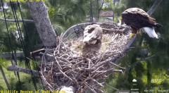 2023-01-04 23_29_02-Wildlife Rescue of Dade County Eagle Nest Cam - YouTube – Maxthon.jpg