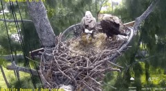 2023-01-04 23_29_53-Wildlife Rescue of Dade County Eagle Nest Cam - YouTube – Maxthon.jpg