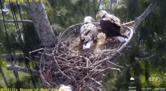 2023-01-04 23_29_26-Wildlife Rescue of Dade County Eagle Nest Cam - YouTube – Maxthon.jpg