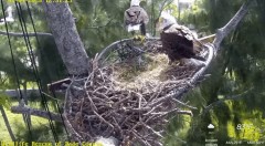 2023-01-04 23_29_58-Wildlife Rescue of Dade County Eagle Nest Cam - YouTube – Maxthon.jpg