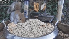 2023-01-07 19_38_10-bird feeder garden watch LIVE UK - YouTube – Maxthon.jpg