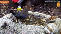 2023-01-07 19_48_01-LIVE Bird Bath Cam - YouTube – Maxthon.jpg