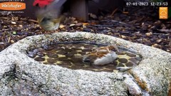 2023-01-07 19_48_40-LIVE Bird Bath Cam - YouTube – Maxthon.jpg