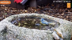 2023-01-07 19_50_20-LIVE Bird Bath Cam - YouTube – Maxthon.jpg