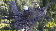2023-01-08 23_27_55-Wildlife Rescue of Dade County Eagle Nest Cam - YouTube – Maxthon.jpg