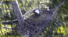 2023-01-08 23_27_46-Wildlife Rescue of Dade County Eagle Nest Cam - YouTube – Maxthon.jpg