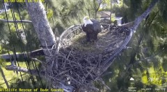 2023-01-08 23_27_37-Wildlife Rescue of Dade County Eagle Nest Cam - YouTube – Maxthon.jpg