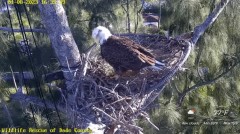 2023-01-08 23_25_50-Wildlife Rescue of Dade County Eagle Nest Cam - YouTube – Maxthon.jpg