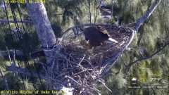 2023-01-08 23_26_30-Wildlife Rescue of Dade County Eagle Nest Cam - YouTube – Maxthon.jpg