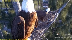 2023-01-09 23_25_33-Wildlife Rescue of Dade County Eagle Nest Cam - YouTube – Maxthon.jpg