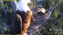 2023-01-09 23_25_40-Wildlife Rescue of Dade County Eagle Nest Cam - YouTube – Maxthon.jpg