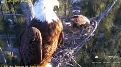 2023-01-09 23_25_48-Wildlife Rescue of Dade County Eagle Nest Cam - YouTube – Maxthon.jpg