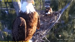 2023-01-09 23_26_00-Wildlife Rescue of Dade County Eagle Nest Cam - YouTube – Maxthon.jpg