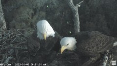 2023-01-09 23_45_43-NEFL Cam 1 - Live Bald Eagle Cam - YouTube – Maxthon.jpg