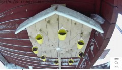 2023-01-13 21_35_55-Bird feeder - Live carousel - YouTube – Maxthon.jpg