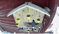 2023-01-13 21_35_10-Bird feeder - Live carousel - YouTube – Maxthon.jpg