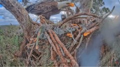 2023-01-13 22_22_48-SuperBeaks Live Cam Bald Eagle Nest ! New Eaglets! #bobblehead #eagle #livestrea.jpg