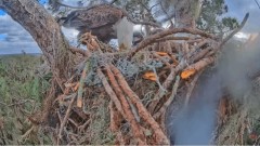 2023-01-13 22_22_49-SuperBeaks Live Cam Bald Eagle Nest ! New Eaglets! #bobblehead #eagle #livestrea.jpg