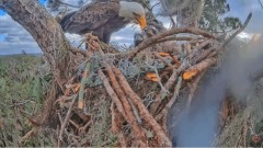 2023-01-13 22_22_51-SuperBeaks Live Cam Bald Eagle Nest ! New Eaglets! #bobblehead #eagle #livestrea.jpg