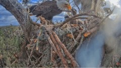 2023-01-13 22_24_10-SuperBeaks Live Cam Bald Eagle Nest ! New Eaglets! #bobblehead #eagle #livestrea.jpg